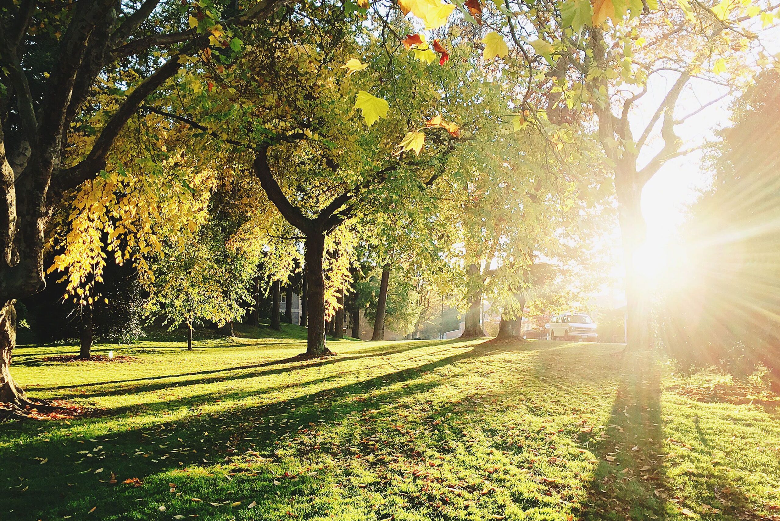 Park with Trees